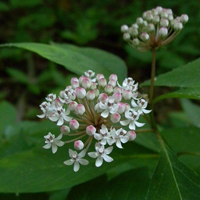 Asclepias_perennis, Photo: Dr. John Hilty via EOL. License