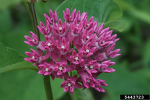 Asclepias_purpurascens, Photo: Chris Evans, Illinois Wildlife Action Plan, Bugwood.org