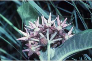 Asclepias_speciosa, Photo: Robert Tatina, USDA-NRCS PLANTS Database USDA SCS. 1989