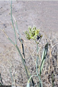 Asclepias_subulata, Photo: Steven Perkins @ USDA-NRCS PLANTS Database