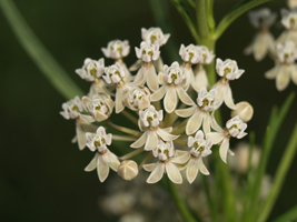 Asclepias_subverticillata, Photo: Carlos Velazco via iNaturalist.org