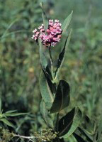 Asclepias_sullivanti, Photo: Larry Allain, National Wetlands Research Center, USGS USDA Plants