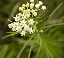 Asclepias_verticillata, Photo: Frank Mayfield via EOL. License