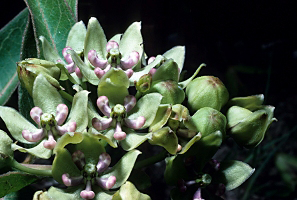 Asclepias_viridis, Photo: T.F. Niehaus. Courtesy of Smithsonian Institution, Dept. of Systematic Biology, Botany