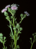 Cirsium_arvense, Photo: T.F. Niehaus. Courtesy of Smithsonian Institution, Dept. of Systematic Biology, Botany