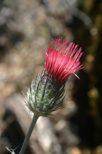 Cirsium_occidentale, Photo: Wing-Chi Poon via Wikimedia Commons