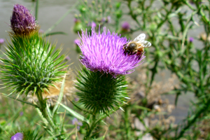 Cirsium_vulgare_Bidgee via Wikimedia Commons