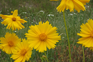 Coreopsis_lanceolata, Photo: stelleri5 via iNaturalist.org