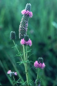 Dalea_purpurea, Photo Kitty Kohout @ University of Wisconsin- Stevens Point