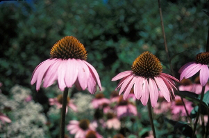 Echinacea_purpurea, Photo: John J. Mosesso, National Biological Information Infrastructure Digital Image Library