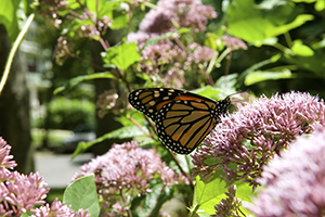 Eutrochium_maculatum, Photo: TIFFANYLAUFER via Wikimedia Commons