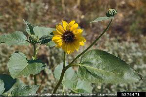 Helianthus_annuus, Photo:Joseph M. DiTomaso, University of California - Davis, Bugwood.org.