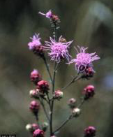 Liatris aspera, Photo: Larry Allain, National Wetlands Research Center, USGS, USDA-NRCS PLANTS Database