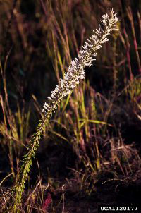 Liatris_elegans, Photo: James H. Miller, USDA Forest Service, Bugwood.org