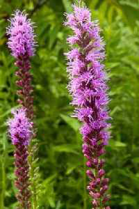 Liatris_spicata, Photo: Paul Drobot @ University of Wisconsin- Stevens Point