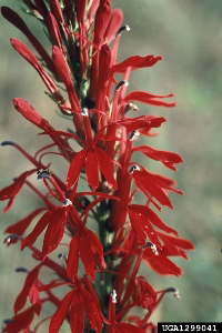 Lobelia_cardinalis: Photo: John D. Byrd, Mississippi State University, Bugwood.org