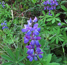 Lupinus_arcticus, Photo: 2011 Vernon Smith @ CalPhotos