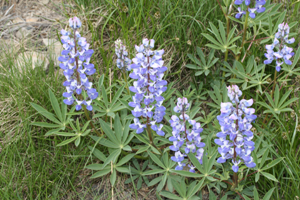 Lupinus_latifolius, Photo: Walter Siegmund via Wikimedia Commons