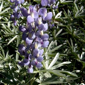 Lupinus_obtusilobus, Photo: 2010 Jean Pawek