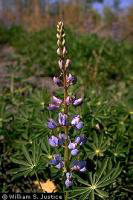 Lupinus_perennis, Photo: William S. Justice, USDA-NRCS PLANTS Database. Courtesy of Smithsonian Institution, Dept. of Systematic Biology, Botany.