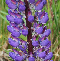 Lupinus_polyphyllus, Photo: Gary A. Monroe, USDA-NRCS PLANTS Database.