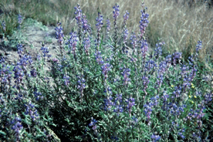 Lupinus_sparsiflorus, Photo: John Riley via Wikimedia Commons