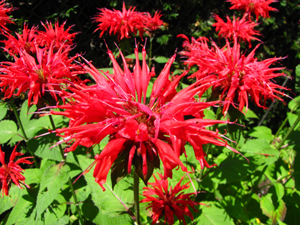 Monarda_didyma, Photo: Nells Wiki via Wikimedia Commons