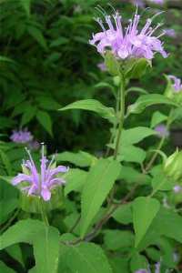 Monarda_fistulosa, Photo: Merel R. Black @ University of Wisconsin- Stevens Point