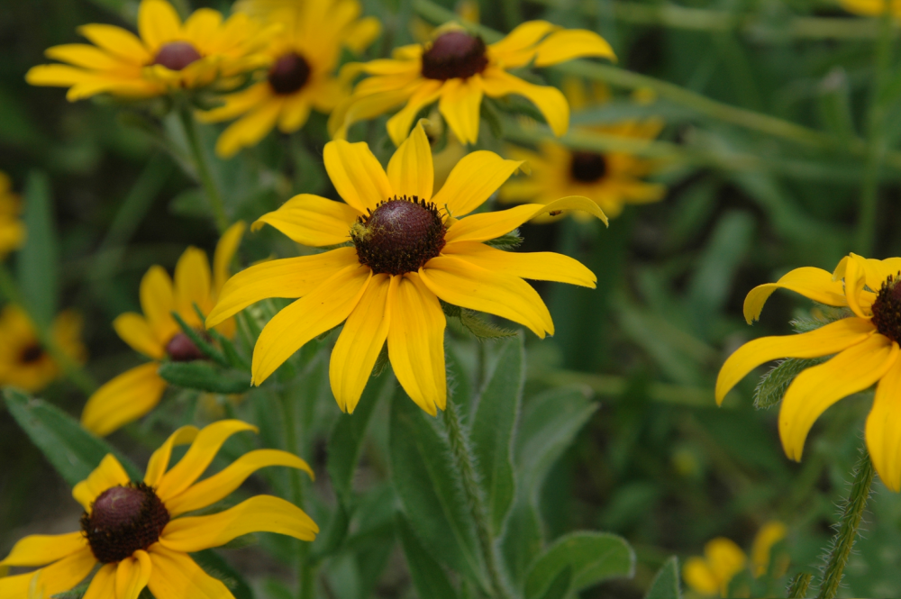 Rudbeckia_hirta_Chris Evans, University of Illinois, Bugwood.org - Copy