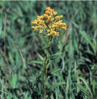 Solidago missouriensis, Photo: Larry Allain, National Wetlands Research Center, USGS, USDA-NRCS PLANTS Database