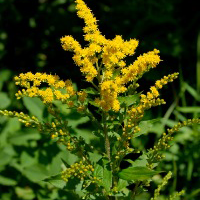 Solidago_rugosa, Photo: Abraham Miller-Rushing