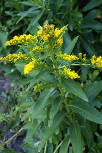 Solidago_sempervirens, Photo: Siveira via Wikimedia Commons