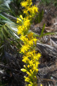 Solidago_stricta, Photo: 2006 Matt Below @ CalPhotos