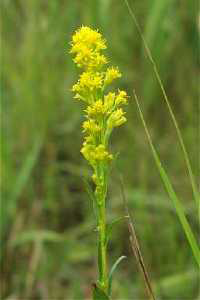 Solidago_uliginosa, Photo: Eric J. Epstein @ University of Wisconsin- Stevens Point