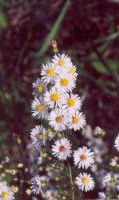 Symphyotrichum_ericoides, Photo: Jennifer Anderson. United States, IA, Scott Co., Davenport, Nahant Marsh. 2001, @ USDA-NRCS PLANTS Database