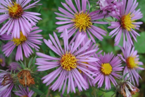 Symphyotrichum_novae-angliae, Photo: Pennsylvania Department of Conservation and Natural Resources - Forestry Archive, Bugwood.org