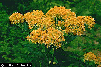 Asclepias tuberosa, Photo: William S Justice