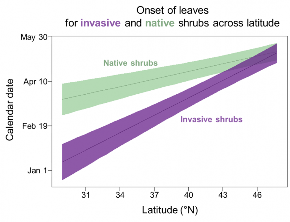 Shady invaders onset of invasive and native shrubs by latitude