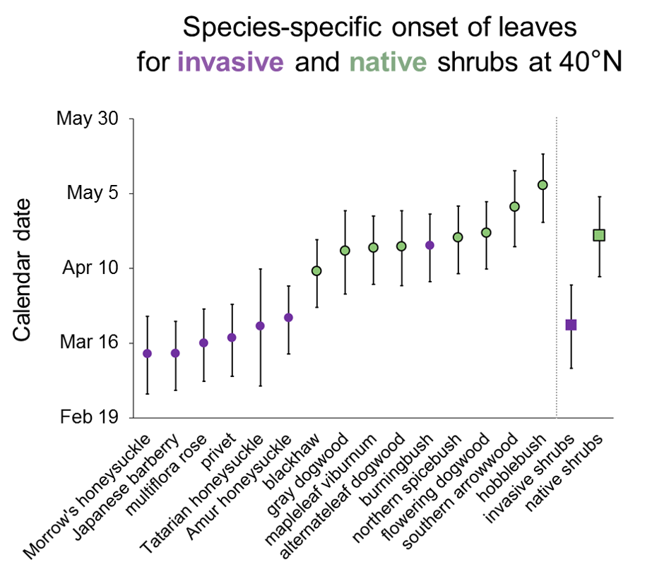 Shady Invaders invasive and native shrubs species specific onsets