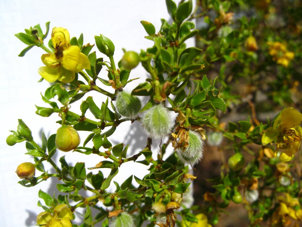 Photo: Michelle Mattocks, open flowers and unripe fruit, creosote bush