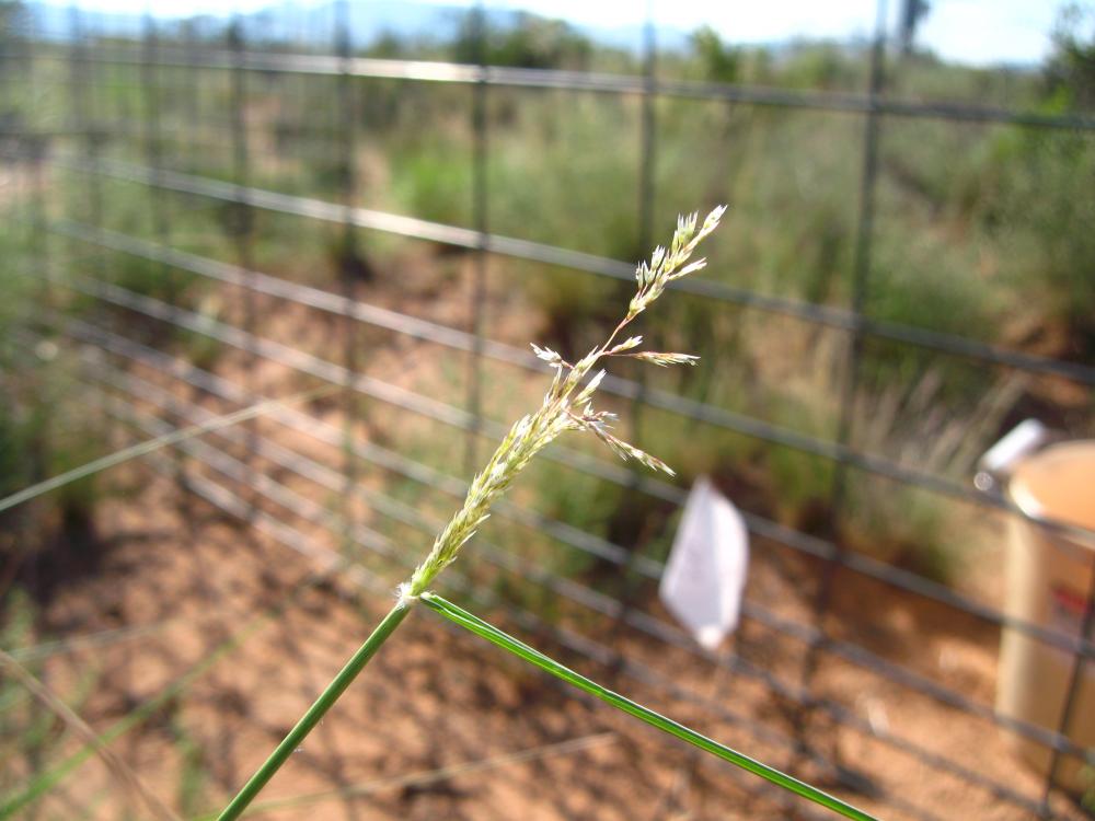Photo: Michelle Mattocks, flower heads (open flowers), alkali sacaton 