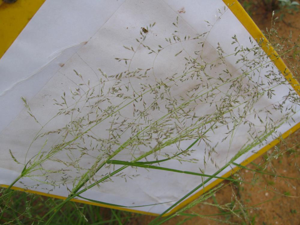 Photo: Michelle Mattocks, flower heads (open flowers), mesa dropseed