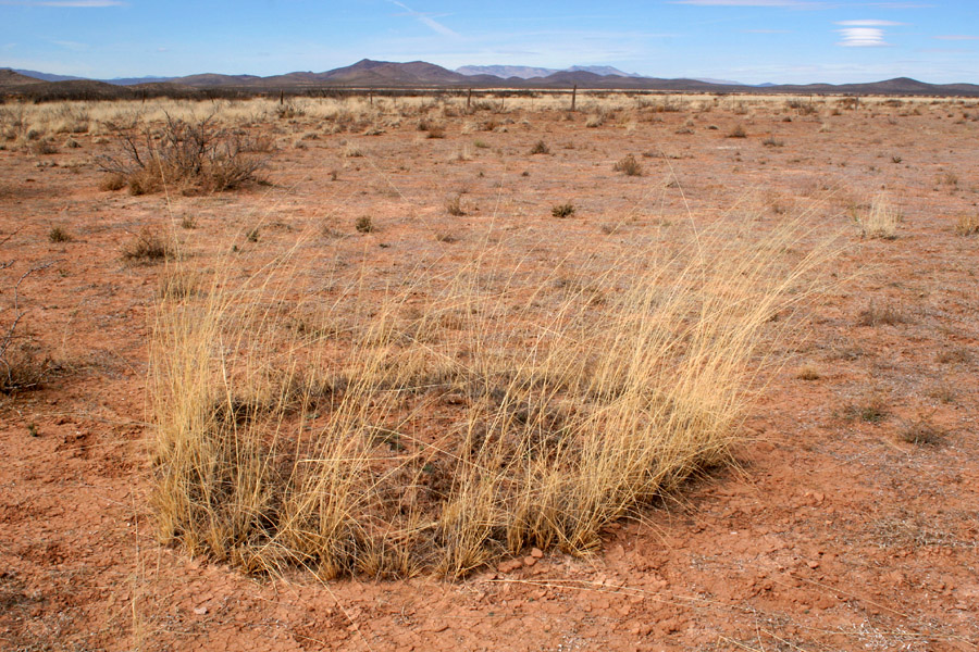 alkali sacaton, Photo: Patrick Alexander