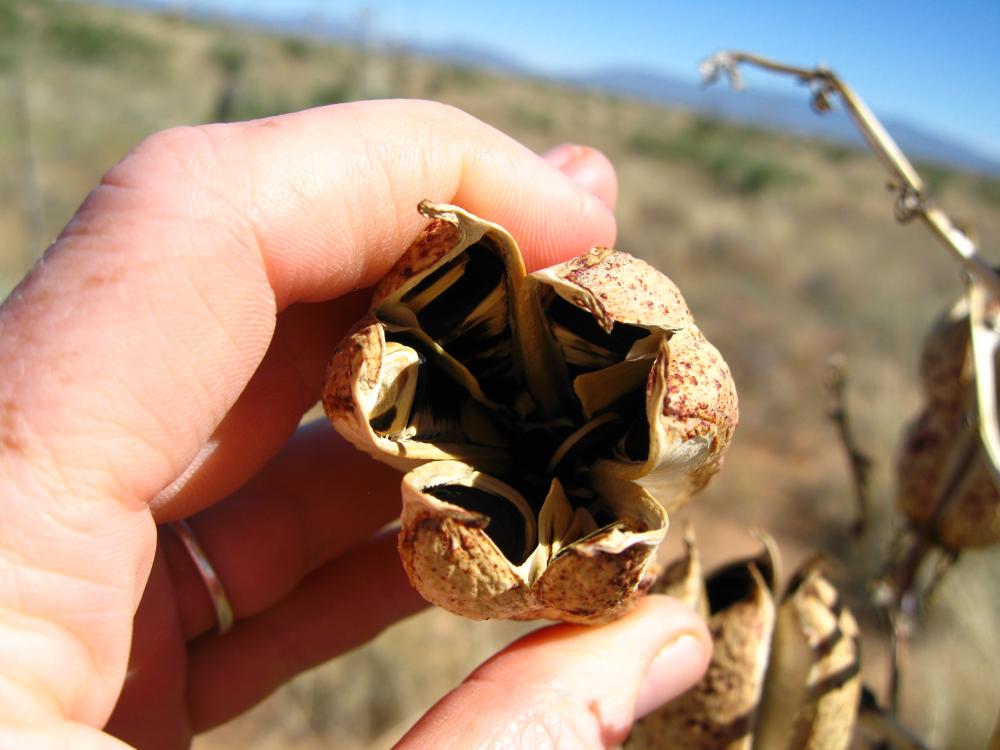 Photo: Michelle Mattocks, ripe fruit, soaptree yucca