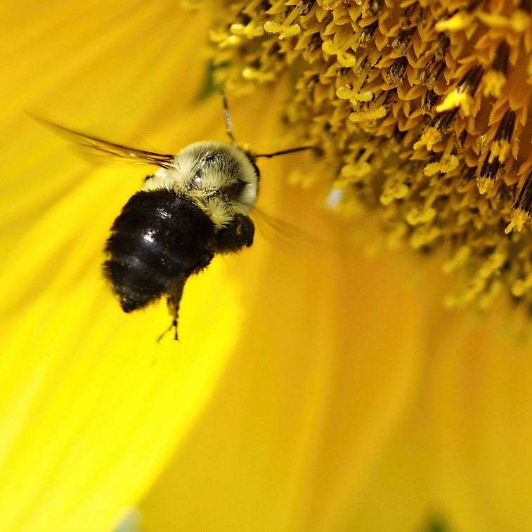 Bumblebee and sunflower 