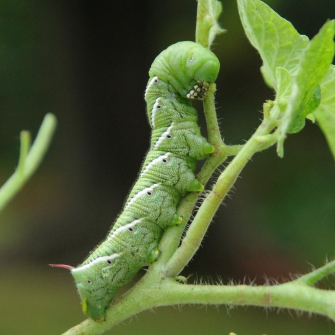 hornworm on a tomato plant