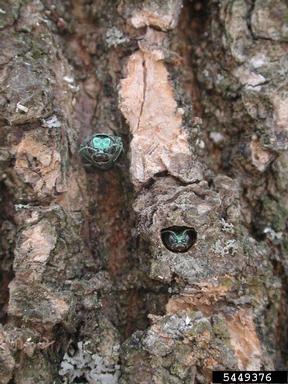 The heads of two emerald ash borers are seen emerging from D shaped exit hols in rough bark.