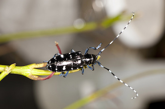 An Asian longhorned beetle adult on a branch, showing long black and white striped antennae.
