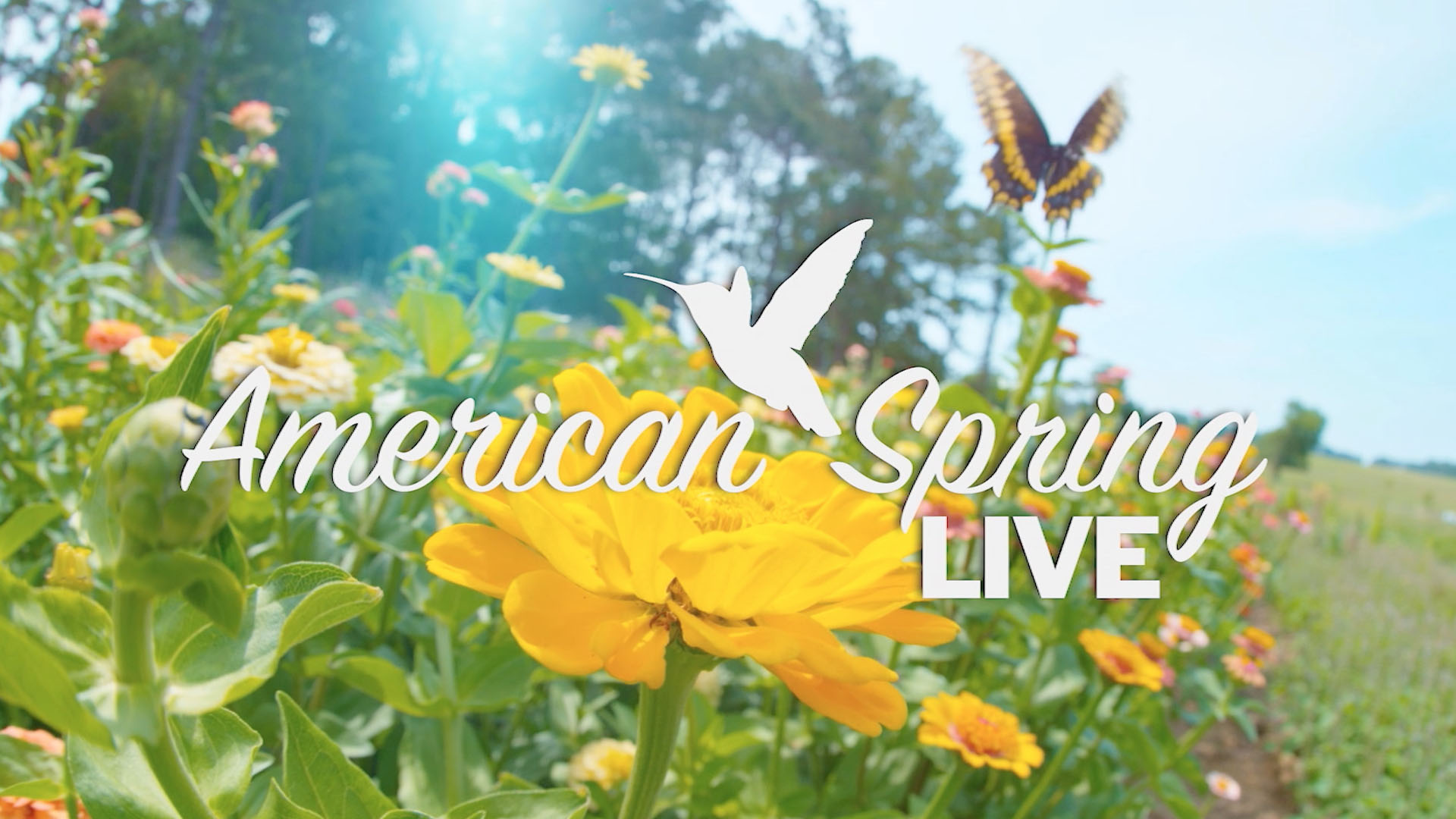 American Spring LIVE logo