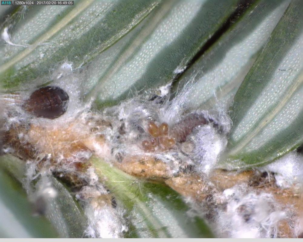 Close up of hemlock branch shows small brownish eggs of the hemlock wooly adelgid.